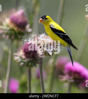 Ein Goldfinch, der in einem Feld wilder Distelblüten auf der Suche ist, schaut mit einem Kopf, der mit Distelsamen bedeckt ist, nach oben. Stockfoto