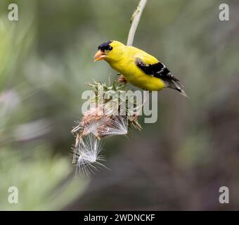 Nahaufnahme eines amerikanischen Goldfinchs mit einem Mund voller Samen, die auf einer umgedrehten Distelpflanze mit Samen ausbalancieren. Stockfoto