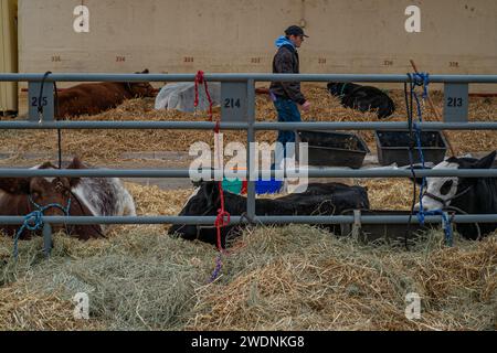 Fort Worth, Texas, USA. Januar 2024. Trotz der eisigen Temperaturen packen eine Vielzahl von Rodeo-Enthusiasten in die Dickies Arena und trotzen der Kälte, um die Händler zu durchstöbern, in die Welt der Rinder, Schafe und Schweine einzutauchen und faszinierende Darbietungen zu erleben. (Kreditbild: © Chris Rusanowsky/ZUMA Press Wire) NUR REDAKTIONELLE VERWENDUNG! Nicht für kommerzielle ZWECKE! Quelle: ZUMA Press, Inc./Alamy Live News Stockfoto