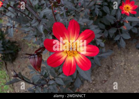 Rote Dahlienblüten und kontrastierende fast schwarze Blätter. Heller Blumenkopf und dunkles Laub. Einfache Blume mit acht Blütenblättern und gelber Mitte. Stockfoto