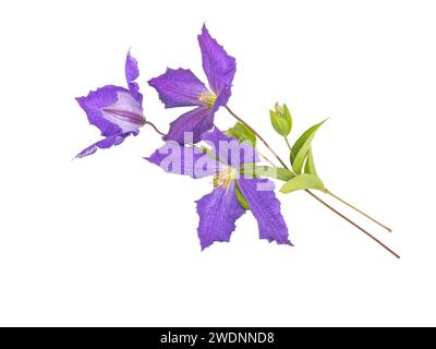 Drei violette Blüten, Blätter und Knospen, isoliert auf weiß. Blaues Clematis Jackmanii Blumenarrangement. Kletterpflanzenzweig. Violette Blüten Stockfoto