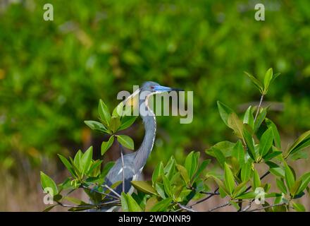 Ein einsamer dreifarbiger Reiher (Egretta tricolor), in seinen Brutfarben, in den Mangroven von San Pedro, Ambergris Caye, Belize. Stockfoto