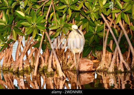 Ein großer blauer Reiher (Ardea herodias), weißer Morph, zwischen den Mangrovenbüschen am späten Nachmittag in San Pedro, Ambergris Caye, Belize. Stockfoto