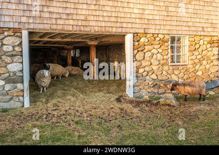 Schafe auf einer Bauernfarm in Massachusetts Stockfoto