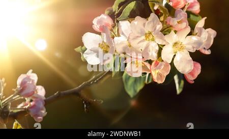Sonnenlicht und blühender Apfelbaum auf dunkelbraunem Hintergrund. Stockfoto