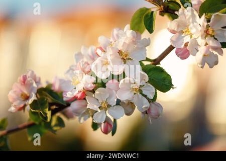 Bouquet von weißen Apfelblüten im Abendlicht und orangefarbene Lichter im Hintergrund. Stockfoto