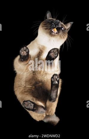 Bottom-Up-Ansicht einer Katze, die Trockenfutter aus transparentem Glas aufnimmt. Bengalsiam essen Trockenfutter Pellets. Kreative Idee, ungewöhnliche Sicht. Aufgenommen vom Stockfoto