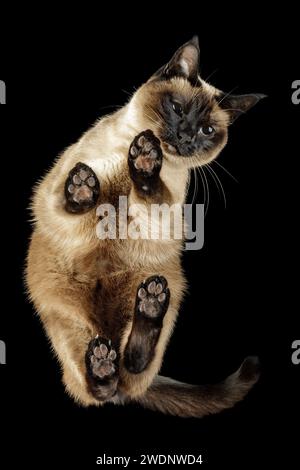 Süße Siamkatze. Ein Blick von unten, steht auf seinen Pfoten. Ungewöhnlicher Winkel. Von unten nach unten. Stockfoto