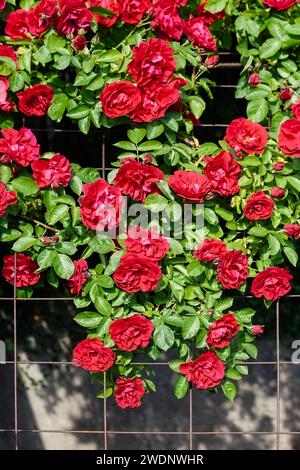 Ein großer Haufen roter Rosen hängt unten auf dem Gitter. Stockfoto