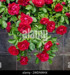 Quadratisches Foto von einem großen Haufen roter Rosen, die auf dem Gitter hängen. Stockfoto