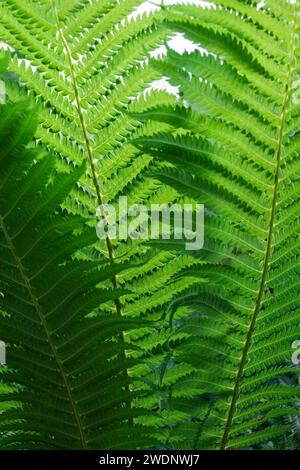 Das vertikale Foto ist vollständig mit sonnendurchfluteten grünen Farnblättern gefüllt. Stockfoto