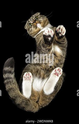 Porträt einer sehr flexiblen und langen Katze auf einem schwarzen isolierten Hintergrund. Vertikales Foto. Stockfoto