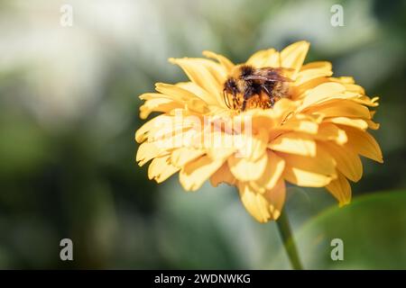 Hummel auf gelber Blume isst Nektar. Bombus lucorum auf Sonnenblume im Sommer. Sommer- und Frühjahrshintergrund Stockfoto