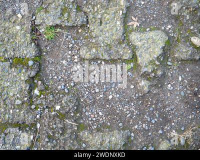 Hintergrund aus alten Kacheln. Pflaster aus Betonplatten. Moos zwischen den Steinen. Muster Stockfoto