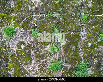 Hintergrund aus alten Kacheln. Pflaster aus Betonplatten. Moos zwischen den Steinen. Muster Stockfoto