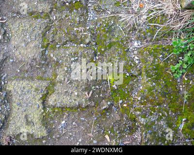 Hintergrund aus alten Kacheln. Pflaster aus Betonplatten. Moos zwischen den Steinen. Muster Stockfoto