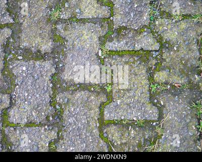 Hintergrund aus alten Kacheln. Pflaster aus Betonplatten. Moos zwischen den Steinen. Muster Stockfoto