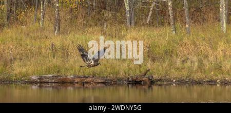 Unreifer Weißkopfseeadler, der aus einem Feuchtgebiet im Norden Wisconsins abhebt. Stockfoto