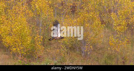 Unreifer Weißkopfseeadler im Flug an einem Herbsttag in Nord-Wisconsin. Stockfoto