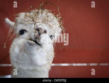 Der komische Ausdruck auf dem Gesicht einer Alpaca, wenn ihr Mittagessen unterbrochen wird, aufgenommen in der Nähe von Manitowoc, Wisconsin. Stockfoto