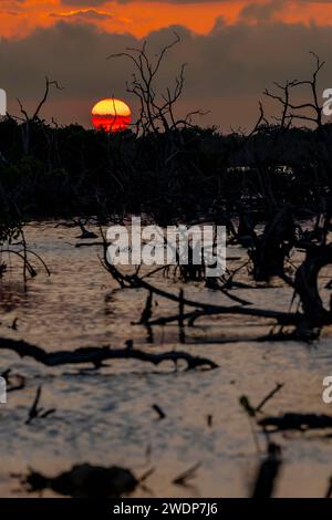 San Benito, Yucatan, USA. Januar 2024. Während die Sonne über Yucatans Mangrovenmoor untergeht, entfaltet sich an einem wolkenlosen Tag ein malerischer Himmel, der bezaubernde Farbtöne über die ruhige Leinwand der Natur wirft. (Credit Image: © Walter G Arce SR Grindstone Medi/ASP) NUR REDAKTIONELLE VERWENDUNG! Nicht für kommerzielle ZWECKE! Stockfoto