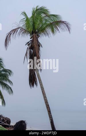 Telchac, Yucatan, USA. Januar 2024. Während der Nebel die Halbinsel Yucatan bedeckt, steht eine einsame Kokospalme entlang der Küste, die eine unheimliche und ruhige Atmosphäre schafft, ohne dass jemand in Sicht ist. (Credit Image: © Walter G Arce SR Grindstone Medi/ASP) NUR REDAKTIONELLE VERWENDUNG! Nicht für kommerzielle ZWECKE! Stockfoto