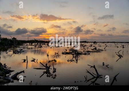 San Benito, Yucatan, USA. Januar 2024. Während die Sonne über Yucatans Mangrovenmoor untergeht, entfaltet sich an einem wolkenlosen Tag ein malerischer Himmel, der bezaubernde Farbtöne über die ruhige Leinwand der Natur wirft. (Credit Image: © Walter G Arce SR Grindstone Medi/ASP) NUR REDAKTIONELLE VERWENDUNG! Nicht für kommerzielle ZWECKE! Stockfoto