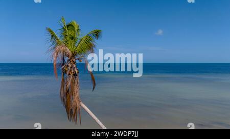 Telchac, Yucatan, USA. Januar 2024. Das karibische Paradies entfaltet sich: Türkisfarbenes Wasser, azurblauer Himmel und wogende Palmen schaffen eine atemberaubende Küstenlandschaft entlang des unberührten Strandes. (Credit Image: © Walter G Arce SR Grindstone Medi/ASP) NUR REDAKTIONELLE VERWENDUNG! Nicht für kommerzielle ZWECKE! Stockfoto