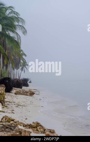 Telchac, Yucatan, USA. Januar 2024. Während der Nebel die Halbinsel Yucatan bedeckt, steht eine einsame Kokospalme entlang der Küste, die eine unheimliche und ruhige Atmosphäre schafft, ohne dass jemand in Sicht ist. (Credit Image: © Walter G Arce SR Grindstone Medi/ASP) NUR REDAKTIONELLE VERWENDUNG! Nicht für kommerzielle ZWECKE! Stockfoto