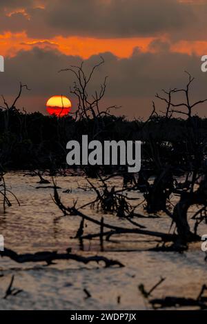 San Benito, Yucatan, USA. Januar 2024. Während die Sonne über Yucatans Mangrovenmoor untergeht, entfaltet sich an einem wolkenlosen Tag ein malerischer Himmel, der bezaubernde Farbtöne über die ruhige Leinwand der Natur wirft. (Credit Image: © Walter G Arce SR Grindstone Medi/ASP) NUR REDAKTIONELLE VERWENDUNG! Nicht für kommerzielle ZWECKE! Stockfoto