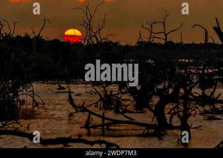 San Benito, Yucatan, USA. Januar 2024. Während die Sonne über Yucatans Mangrovenmoor untergeht, entfaltet sich an einem wolkenlosen Tag ein malerischer Himmel, der bezaubernde Farbtöne über die ruhige Leinwand der Natur wirft. (Credit Image: © Walter G Arce SR Grindstone Medi/ASP) NUR REDAKTIONELLE VERWENDUNG! Nicht für kommerzielle ZWECKE! Stockfoto