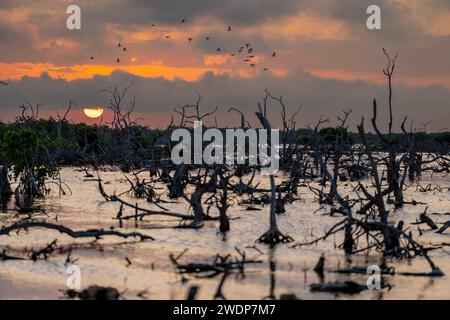 San Benito, Yucatan, USA. Januar 2024. Während die Sonne über Yucatans Mangrovenmoor untergeht, entfaltet sich an einem wolkenlosen Tag ein malerischer Himmel, der bezaubernde Farbtöne über die ruhige Leinwand der Natur wirft. (Credit Image: © Walter G Arce SR Grindstone Medi/ASP) NUR REDAKTIONELLE VERWENDUNG! Nicht für kommerzielle ZWECKE! Stockfoto