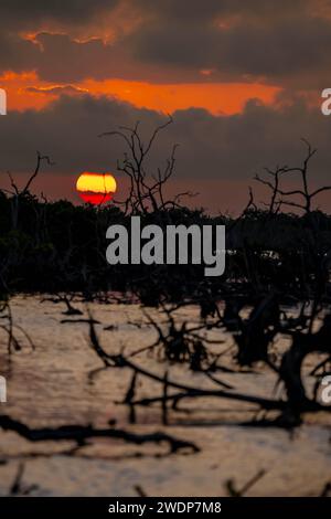 San Benito, Yucatan, USA. Januar 2024. Während die Sonne über Yucatans Mangrovenmoor untergeht, entfaltet sich an einem wolkenlosen Tag ein malerischer Himmel, der bezaubernde Farbtöne über die ruhige Leinwand der Natur wirft. (Credit Image: © Walter G Arce SR Grindstone Medi/ASP) NUR REDAKTIONELLE VERWENDUNG! Nicht für kommerzielle ZWECKE! Stockfoto