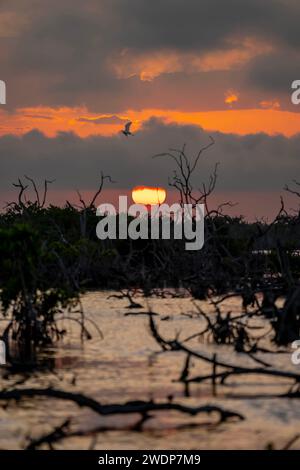 San Benito, Yucatan, USA. Januar 2024. Während die Sonne über Yucatans Mangrovenmoor untergeht, entfaltet sich an einem wolkenlosen Tag ein malerischer Himmel, der bezaubernde Farbtöne über die ruhige Leinwand der Natur wirft. (Credit Image: © Walter G Arce SR Grindstone Medi/ASP) NUR REDAKTIONELLE VERWENDUNG! Nicht für kommerzielle ZWECKE! Stockfoto