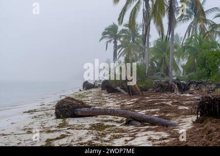 Telchac, Yucatan, USA. Januar 2024. Während der Nebel die Halbinsel Yucatan bedeckt, steht eine einsame Kokospalme entlang der Küste, die eine unheimliche und ruhige Atmosphäre schafft, ohne dass jemand in Sicht ist. (Credit Image: © Walter G Arce SR Grindstone Medi/ASP) NUR REDAKTIONELLE VERWENDUNG! Nicht für kommerzielle ZWECKE! Stockfoto