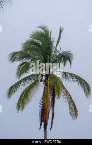 Telchac, Yucatan, USA. Januar 2024. Während der Nebel die Halbinsel Yucatan bedeckt, steht eine einsame Kokospalme entlang der Küste, die eine unheimliche und ruhige Atmosphäre schafft, ohne dass jemand in Sicht ist. (Credit Image: © Walter G Arce SR Grindstone Medi/ASP) NUR REDAKTIONELLE VERWENDUNG! Nicht für kommerzielle ZWECKE! Stockfoto