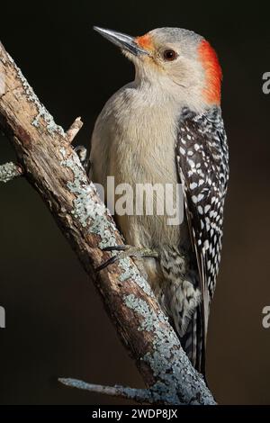 Ein Rotbauchspecht, der auf einem Bein sitzt. Stockfoto