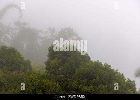 Dichter Wald in Nebel und Wolken, Berge von Bali in der Nähe von Munduk, Indonesien Stockfoto