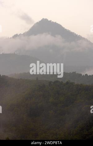 Dichter Wald in Nebel und Wolken, Berge von Bali in der Nähe von Munduk, Indonesien Stockfoto