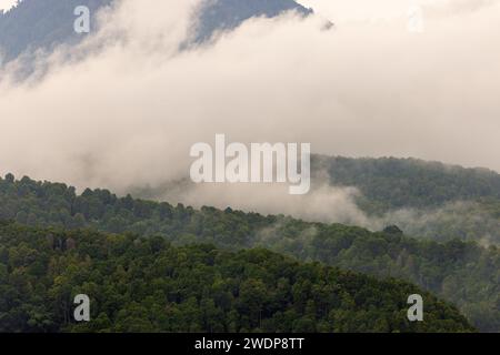 Dichter Wald in Nebel und Wolken, Berge von Bali in der Nähe von Munduk, Indonesien Stockfoto