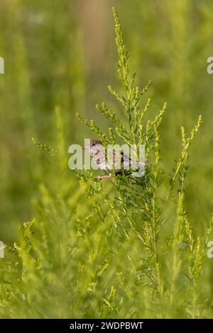 Junge Hausfinke, die auf einem Ast in einem wilden Feld ruhen. Stockfoto