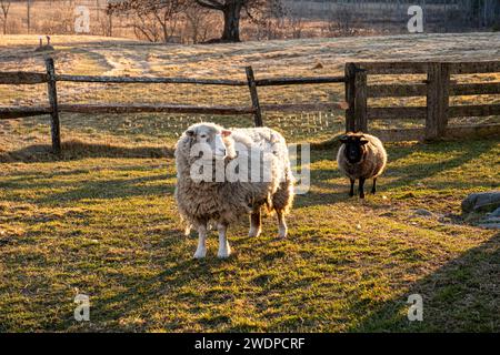 Schafe auf einer Bauernfarm in Massachusetts Stockfoto