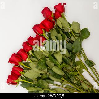Schöne rote Rosen auf weißem Hintergrund Stockfoto