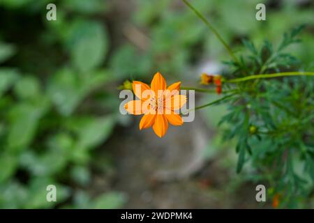 Schwefel-Kosmos-Blume von oben Stockfoto