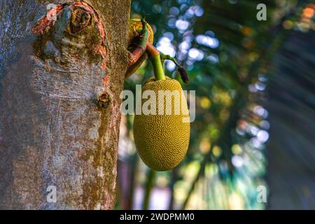 Jackfrucht hängt am Baum, gelbe Farbe, Nahaufnahme Stockfoto