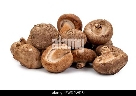 Shiitake Pilz auf dem weißen Hintergrund Stockfoto