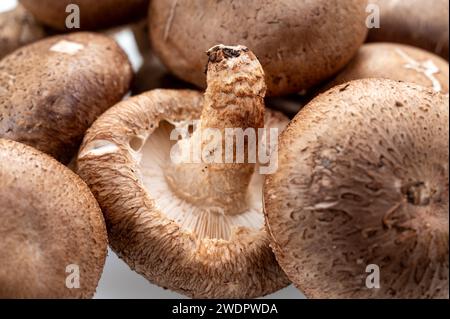 Shiitake Pilz auf dem weißen Hintergrund Stockfoto