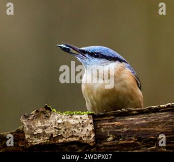 Eine Nahaufnahme eines Nuthatch auf einem moosigen Baumstumpf Stockfoto