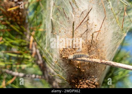 Prozessionäre Raupe auf Kiefer mit Nest dahinter Stockfoto