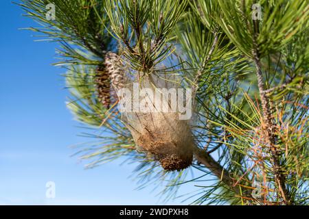 Prozessionäre Raupen nisten am Baum Stockfoto